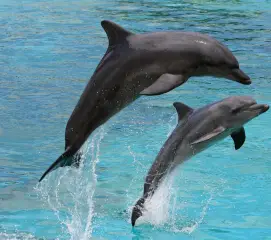 Romantic beach walk in Neil Island for honeymoon couples traveling from Chennai